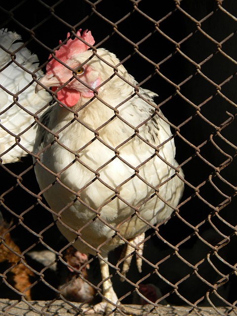 而丁彥雨航 而丁彥雨航